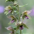 Breitblättrige Stendelwurz (Epipactis helleborine)